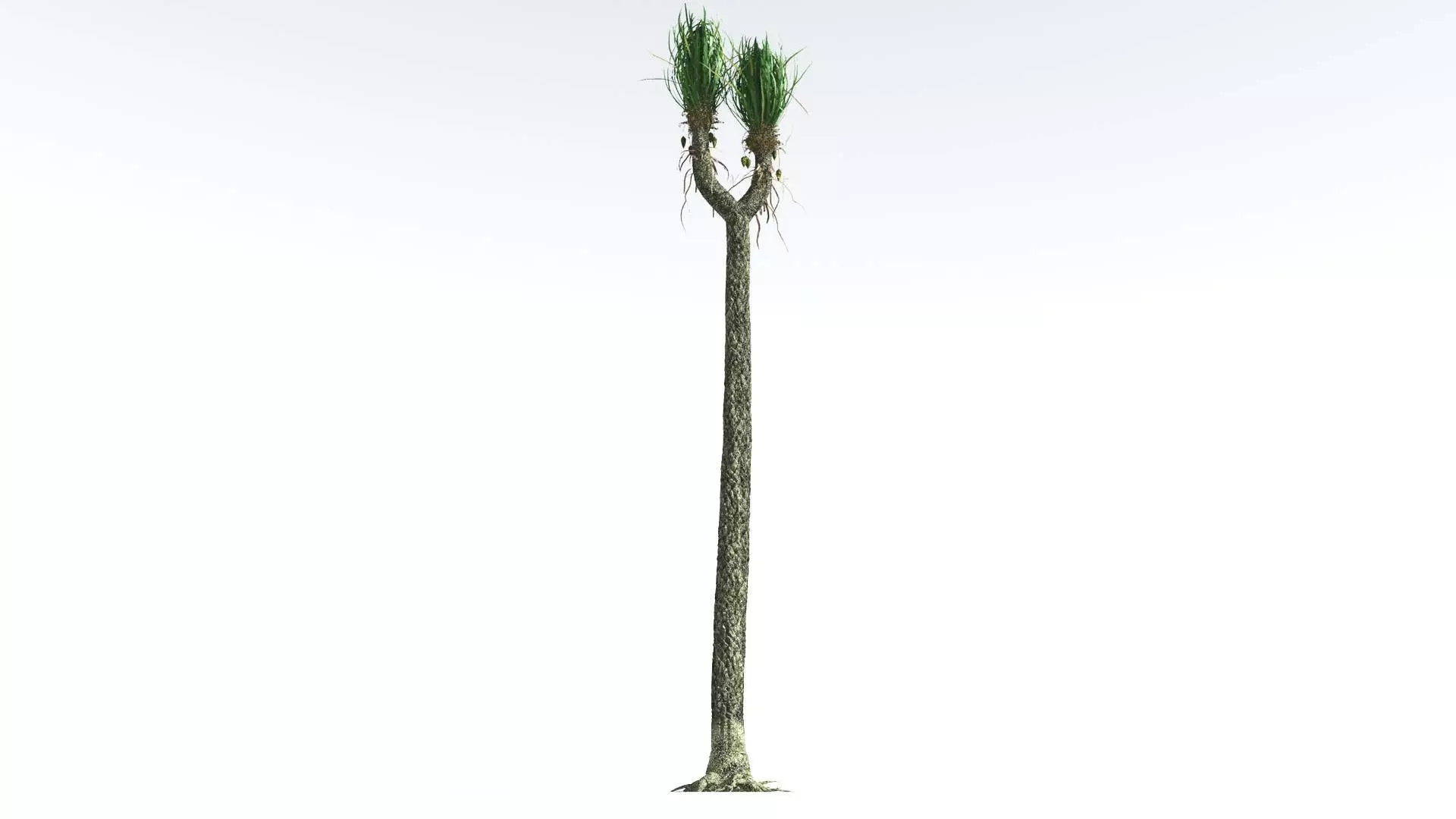 EVERYPlant Sigillaria 1 --12 Models-- 3D model