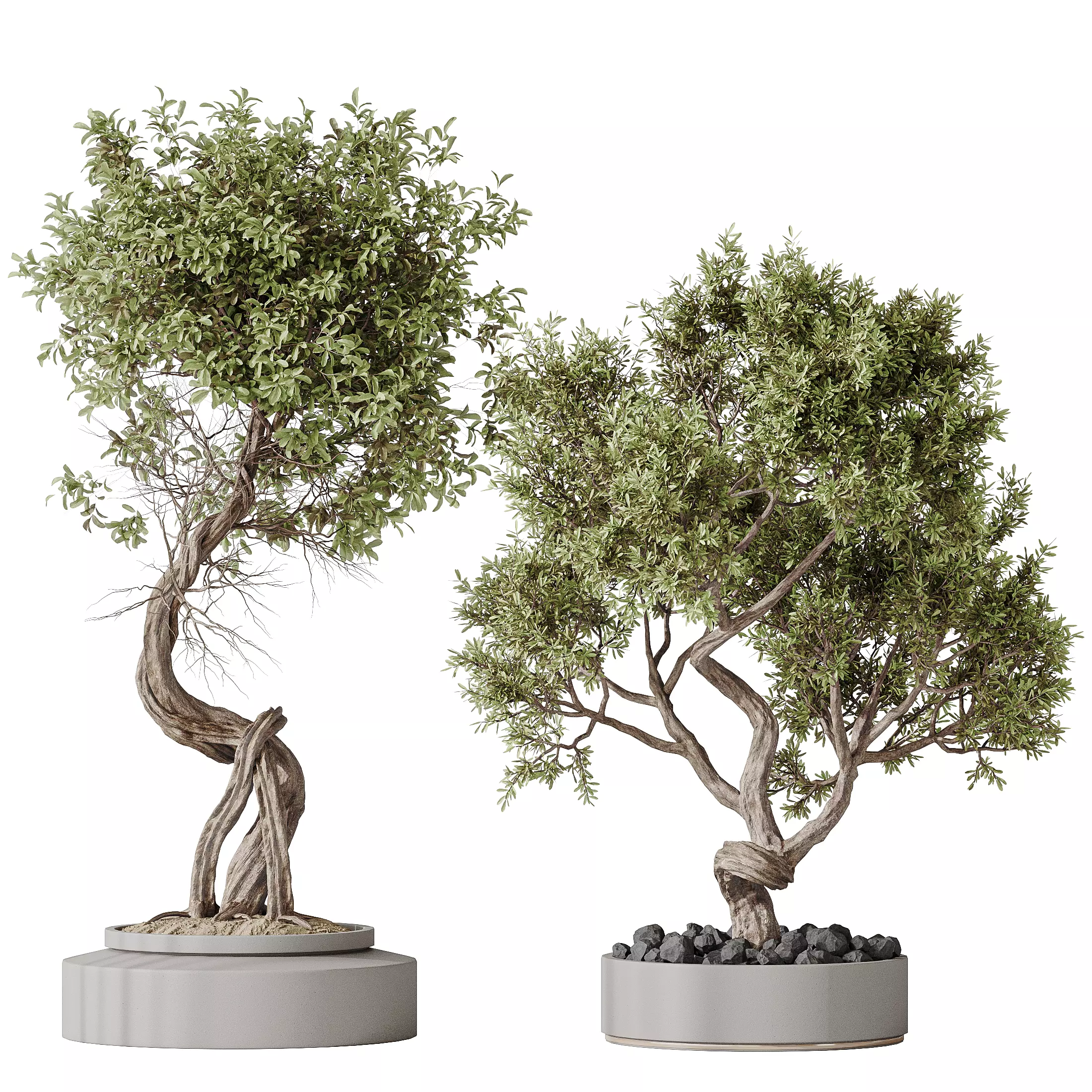 Indoor plant set 16 3D model