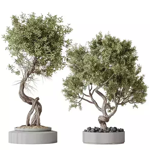 Indoor plant set 16 3D model