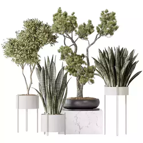 Indoor plant set 22 3D model