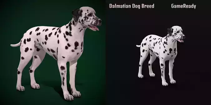 Dalmatian Dog Breed 3D model