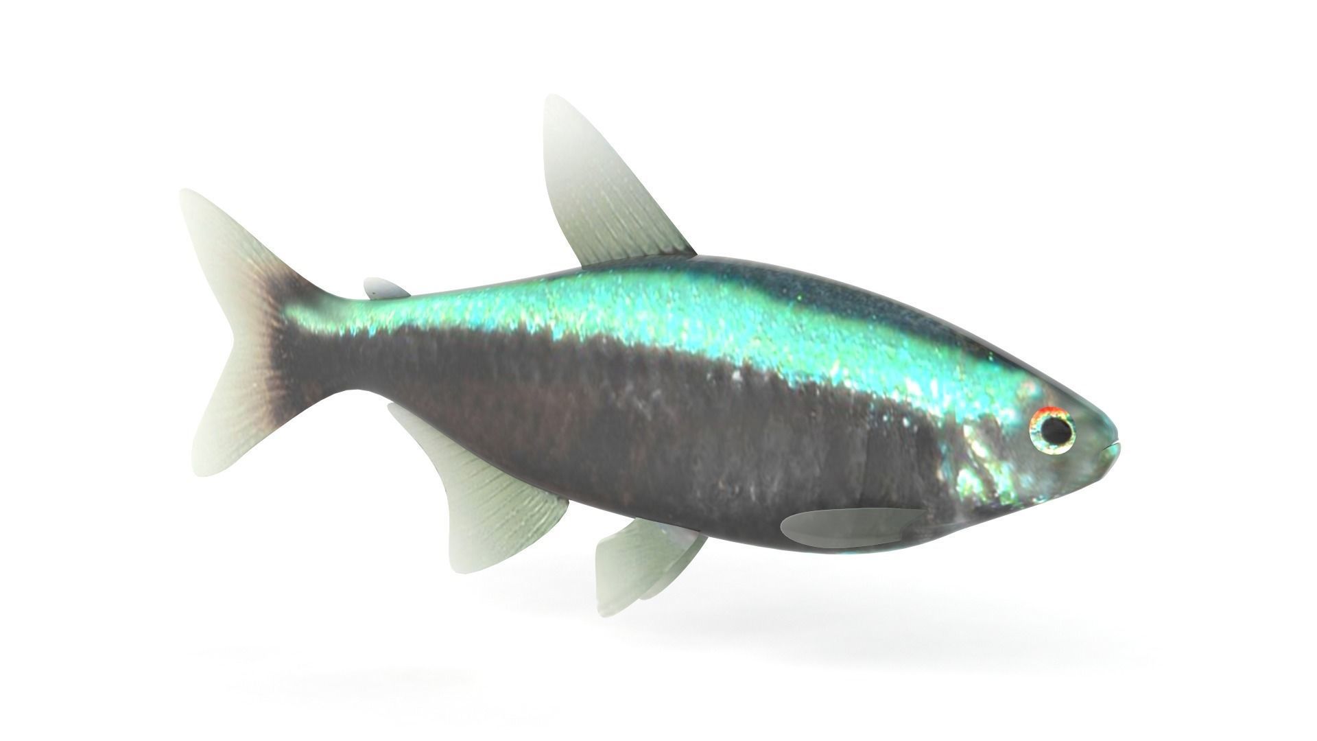 Neon Tetra Fish 3D model_1