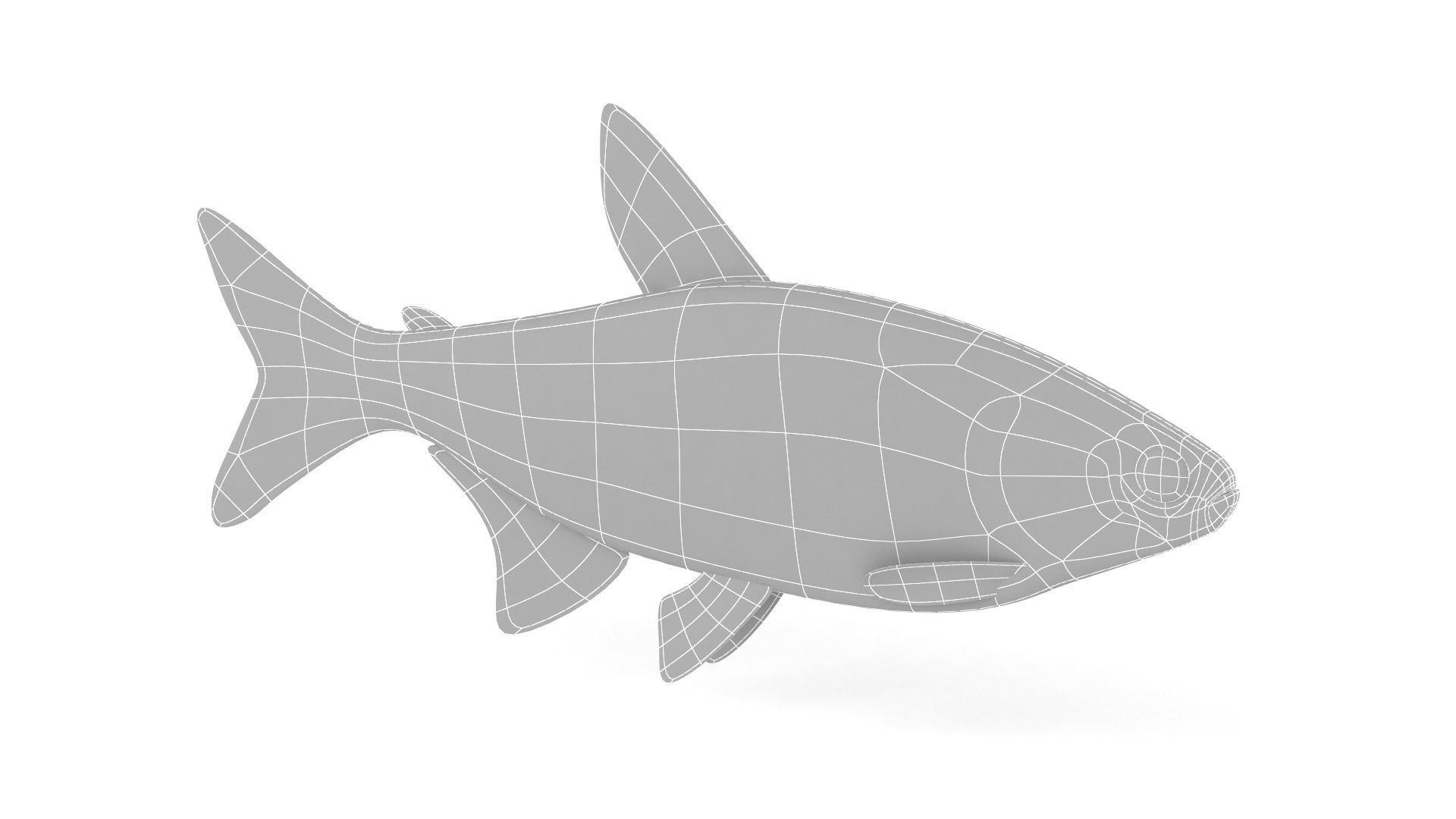 Neon Tetra Fish 3D model_7