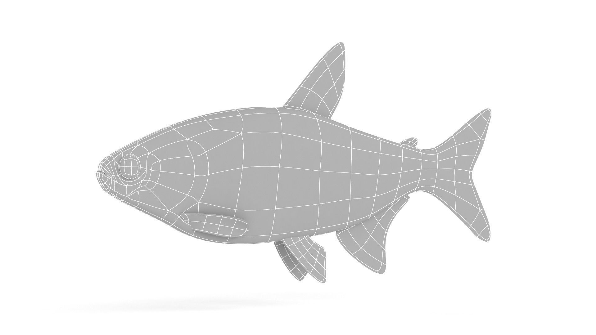 Neon Tetra Fish 3D model_9