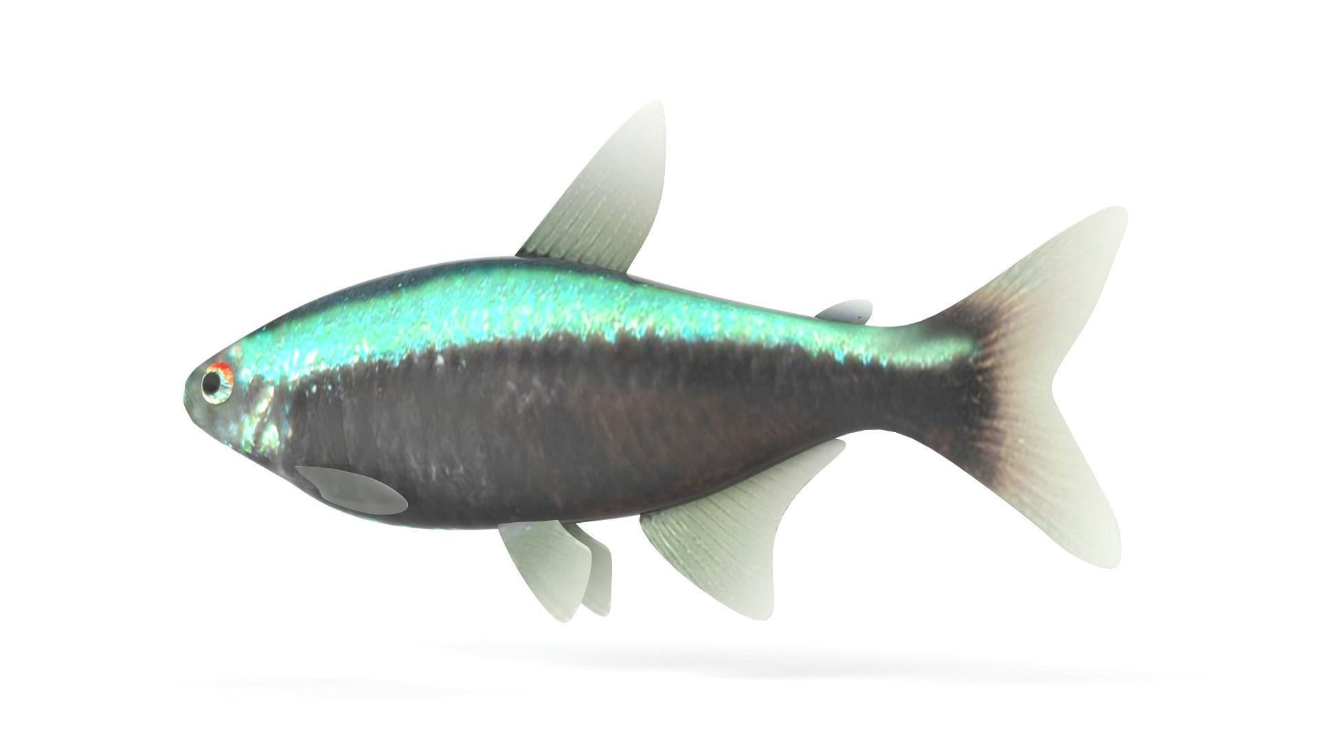 Neon Tetra Fish 3D model_4