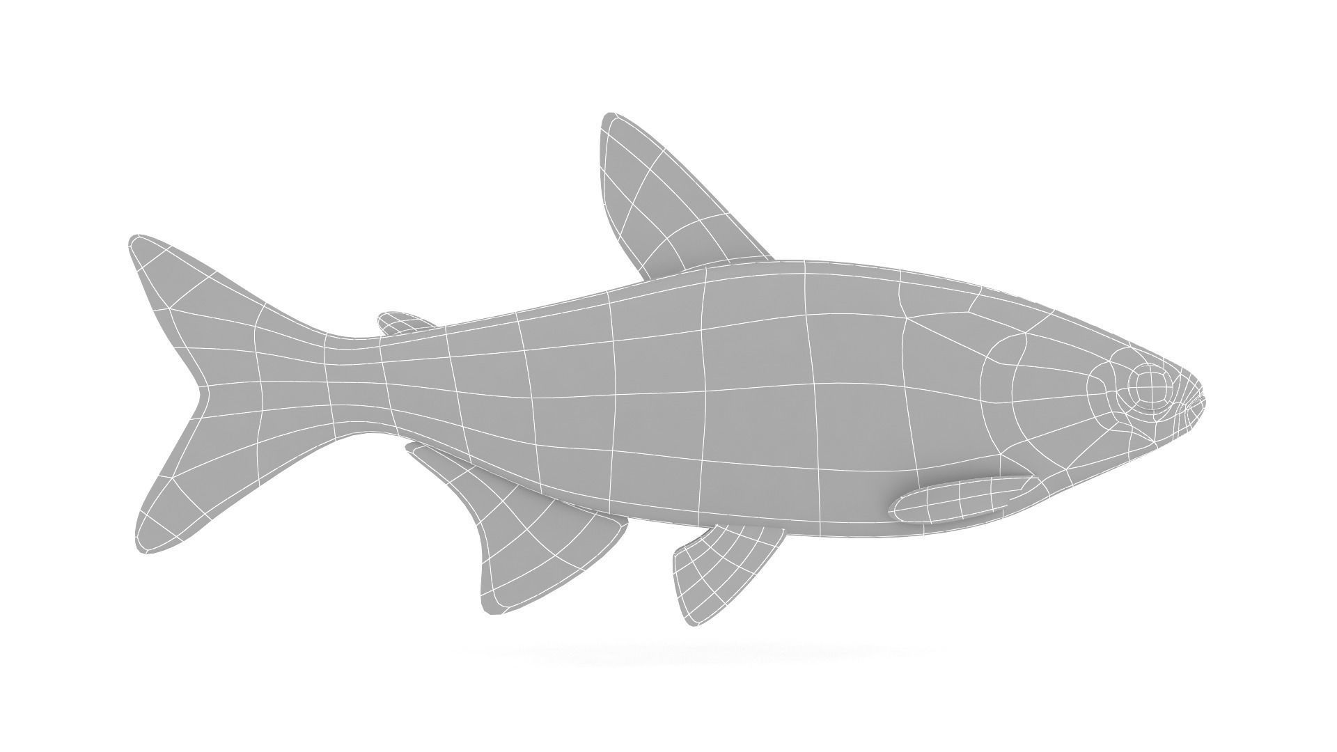 Neon Tetra Fish 3D model_5