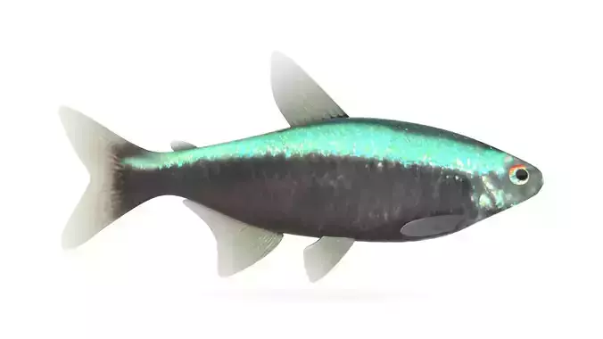Neon Tetra Fish 3D model