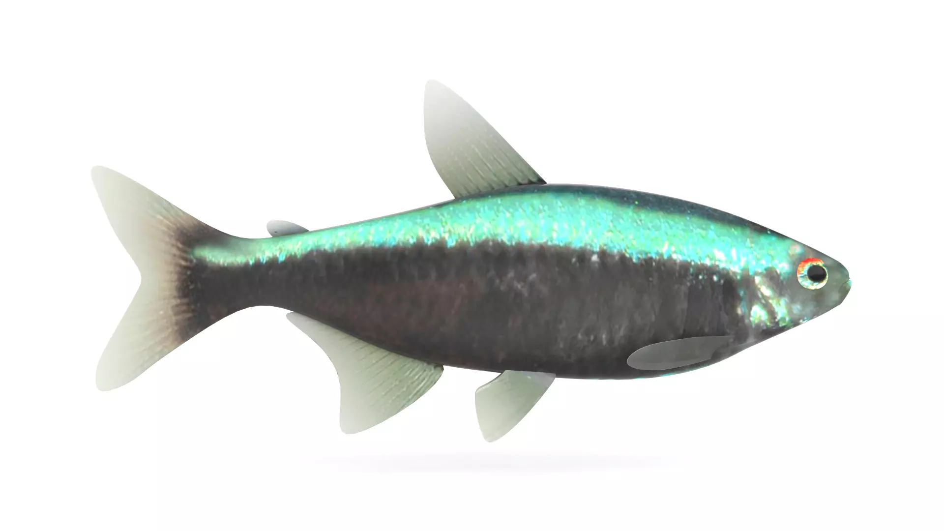 Neon Tetra Fish 3D model_0