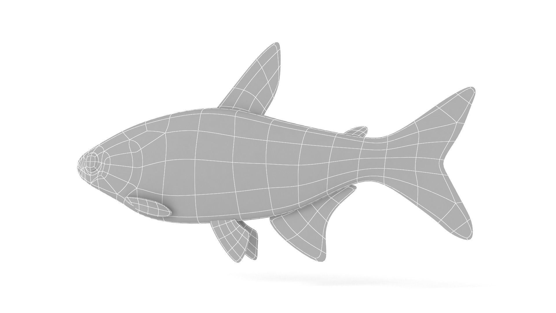 Neon Tetra Fish 3D model_8