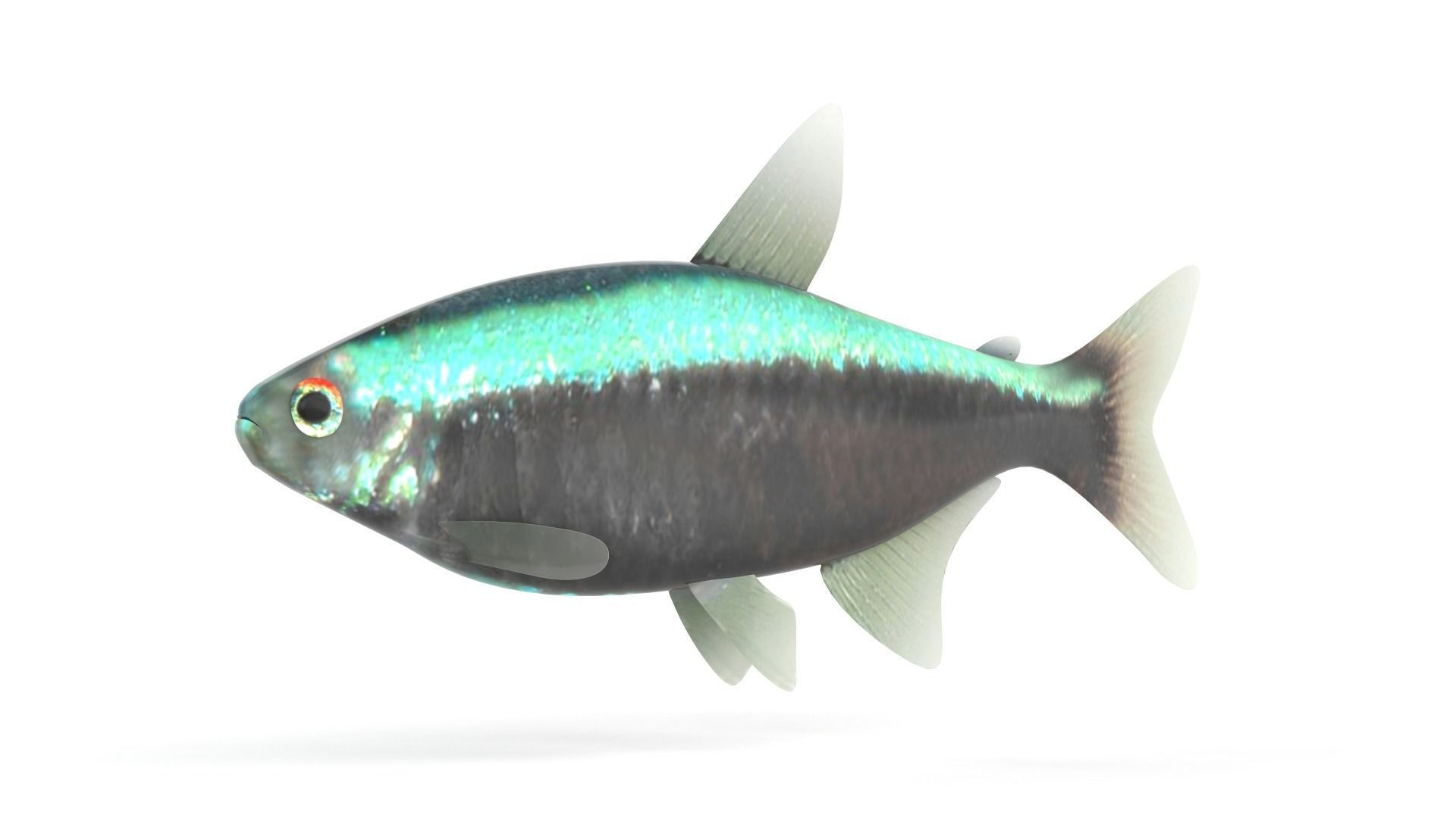 Neon Tetra Fish 3D model_2