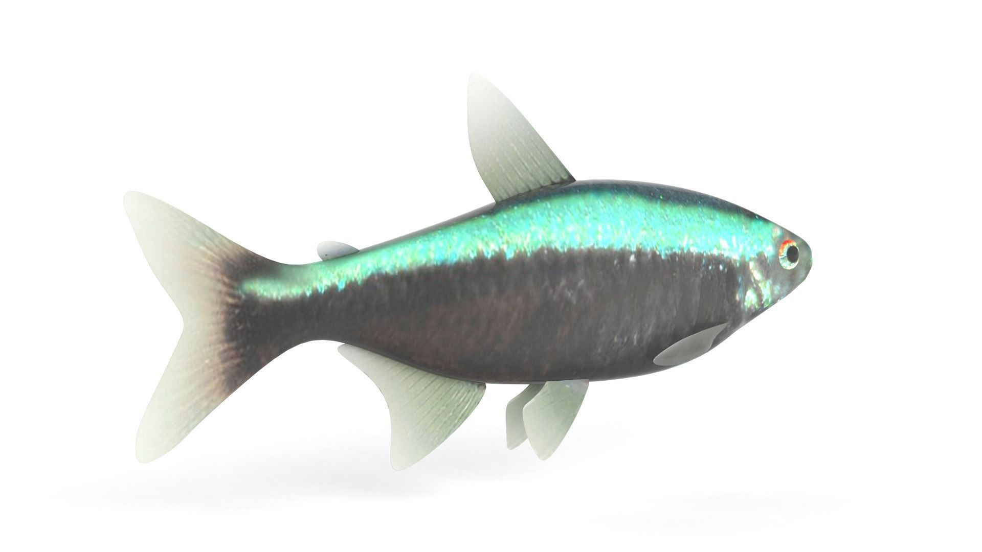 Neon Tetra Fish 3D model_3