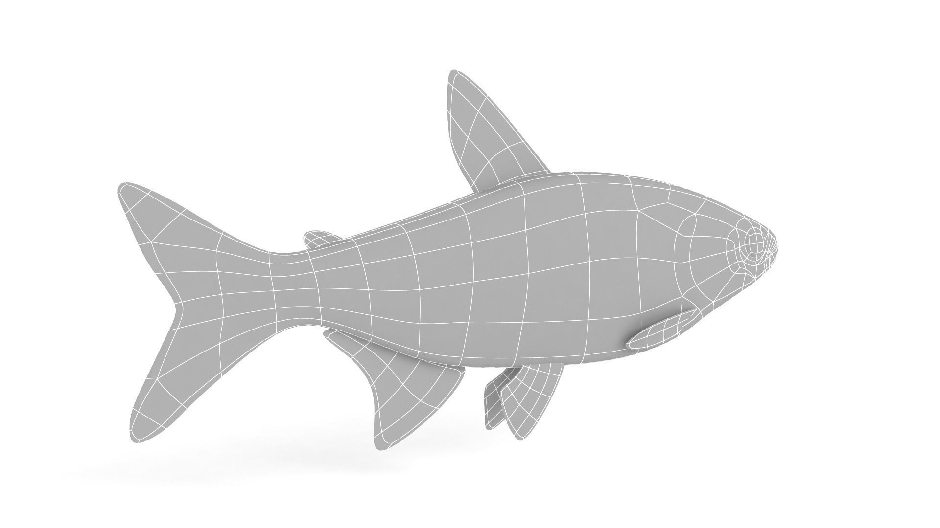 Neon Tetra Fish 3D model_6