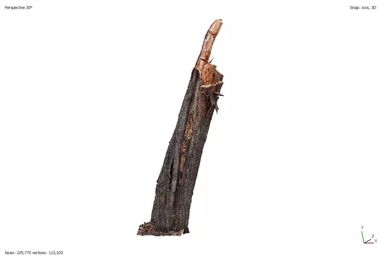 Stump from an old apple tree 3D model