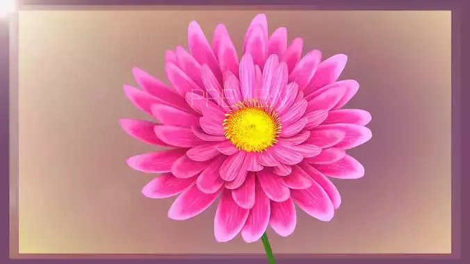 Daisy Flower Stylized Animated Low-poly 3D model