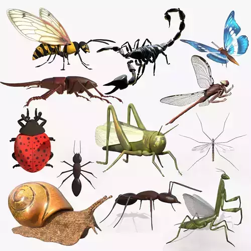 Bugs Insect Collection Low-poly 3D model