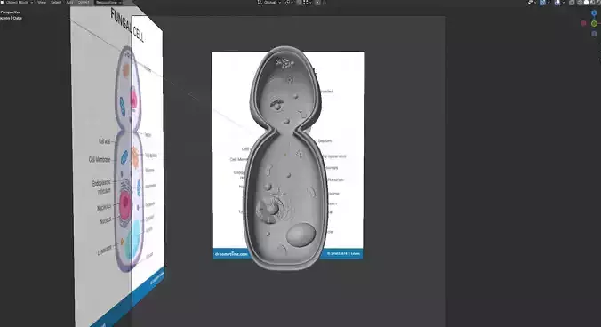 Fungal Cell Free 3D model