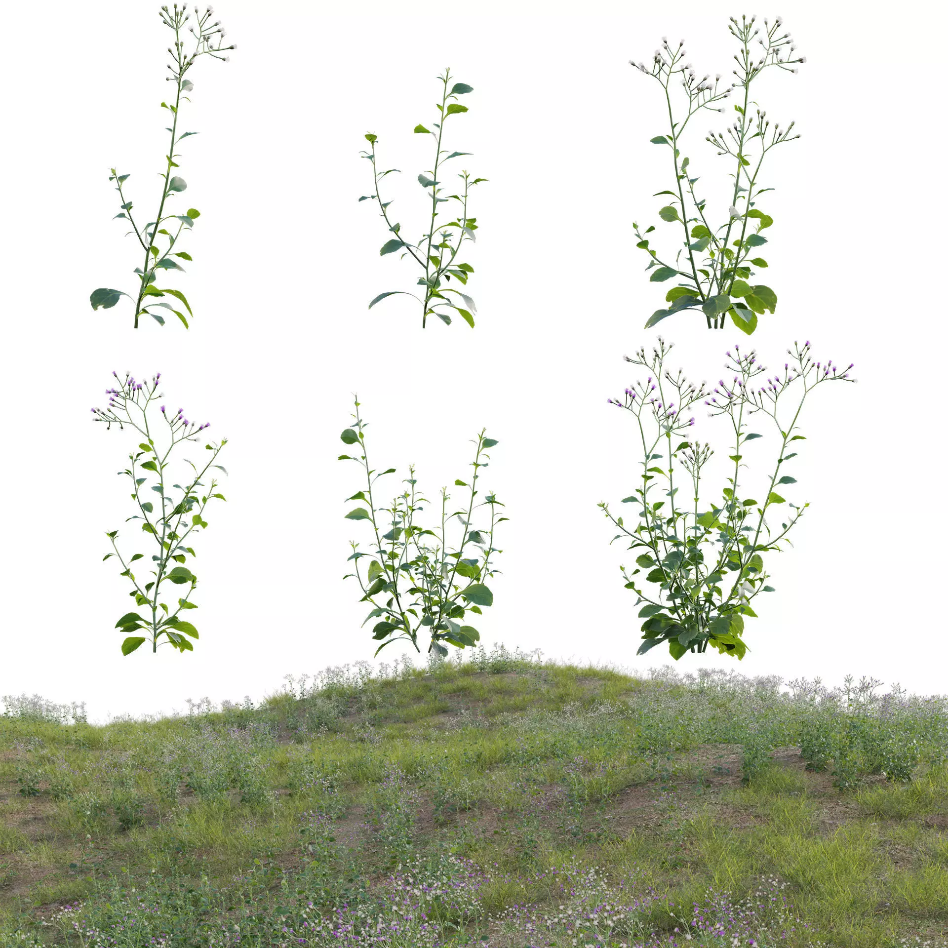 Cyanthillium cinereum - Little ironweed 3D model