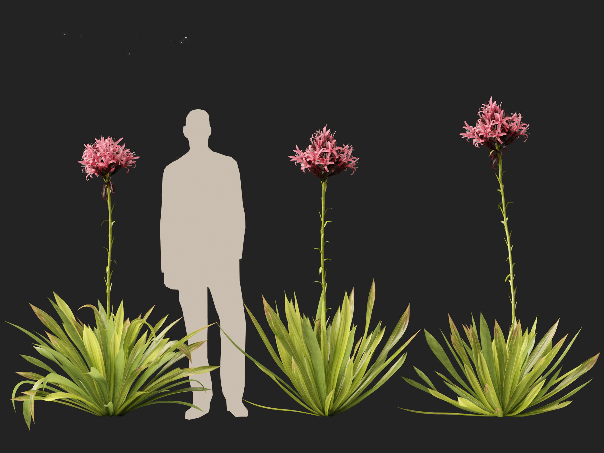 Doryanthes excelsa - Gymea Lily 3D model_9