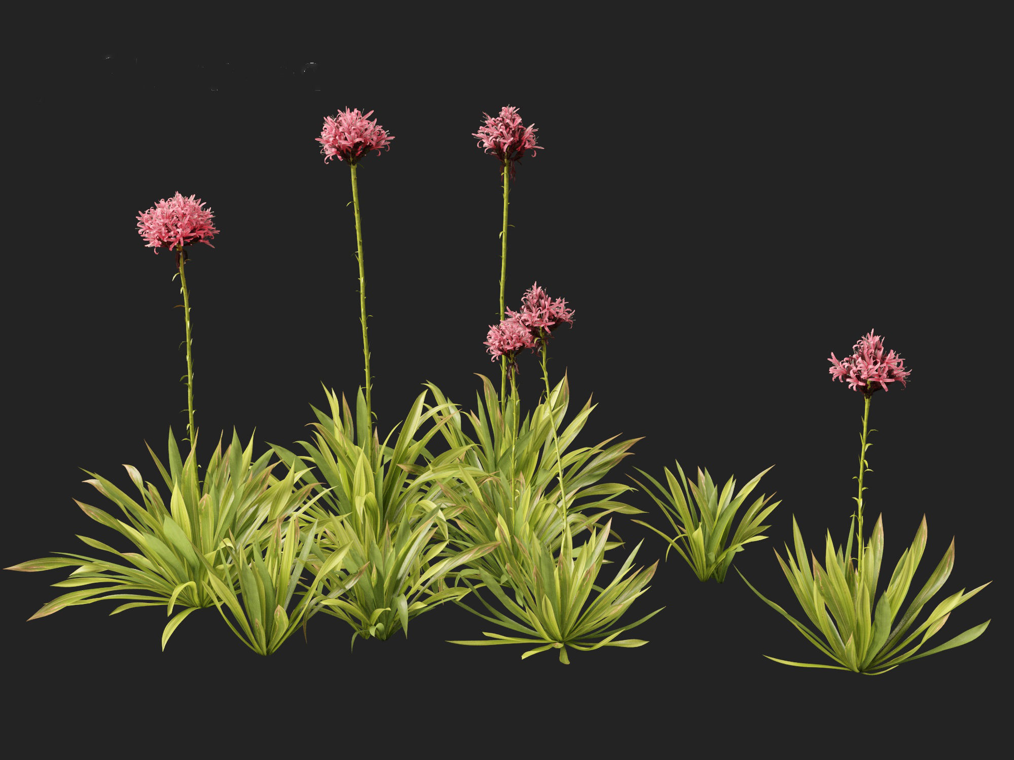 Doryanthes excelsa - Gymea Lily 3D model_2