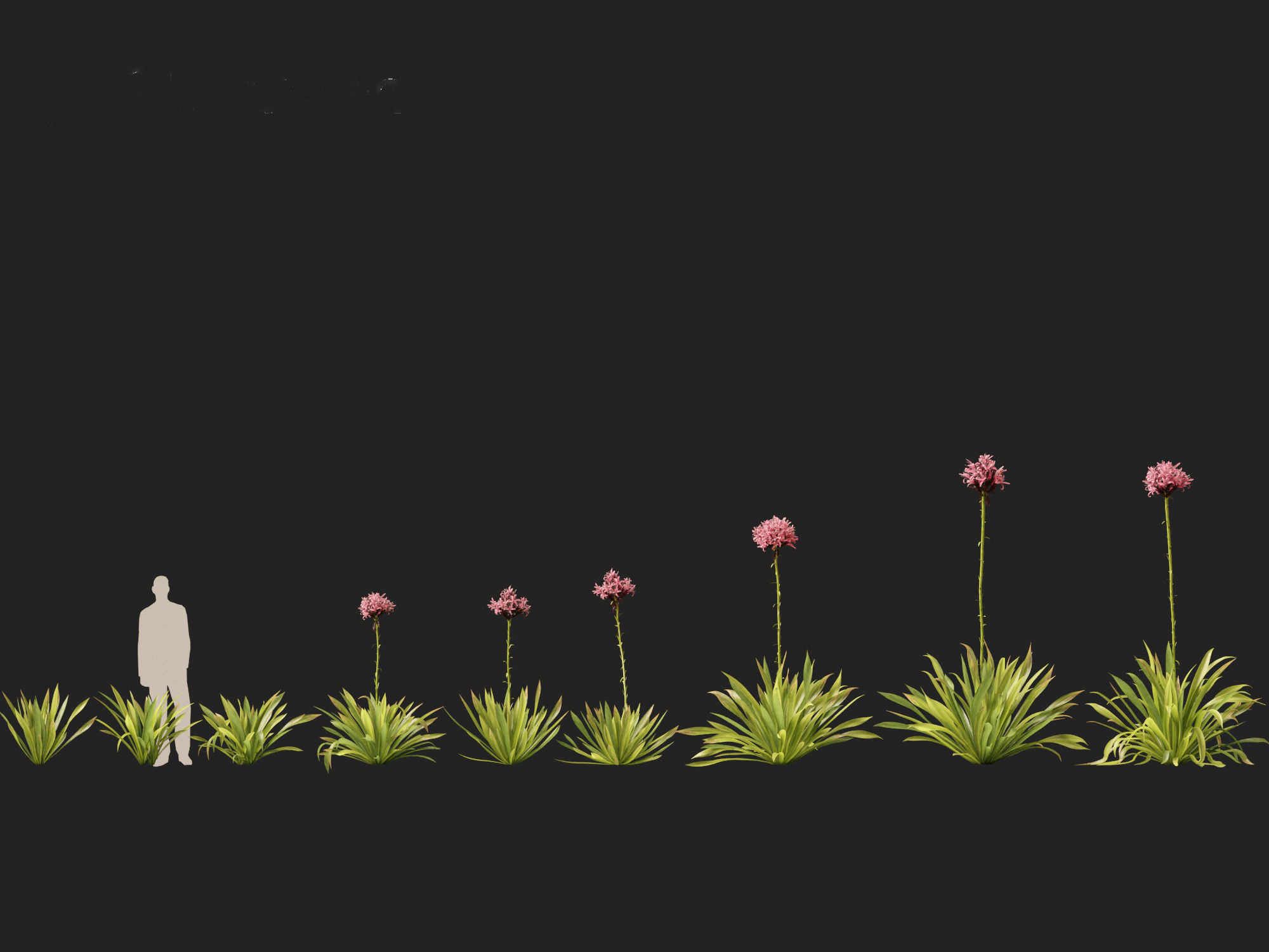 Doryanthes excelsa - Gymea Lily 3D model_5