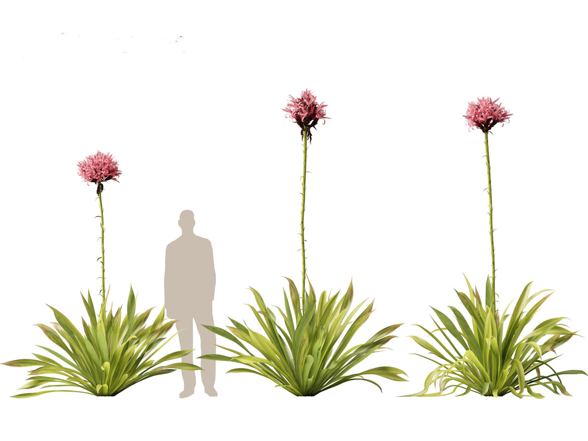 Doryanthes excelsa - Gymea Lily 3D model_10