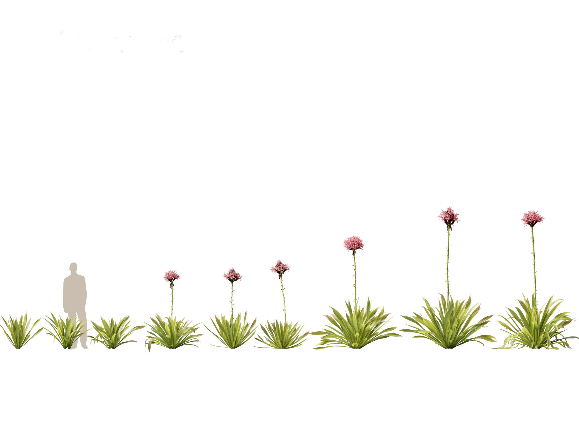 Doryanthes excelsa - Gymea Lily 3D model_1