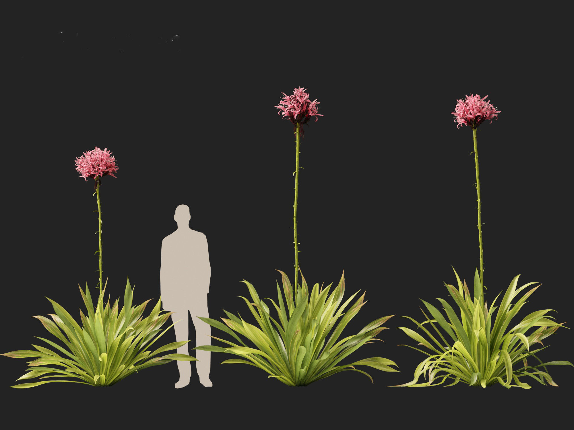 Doryanthes excelsa - Gymea Lily 3D model_11