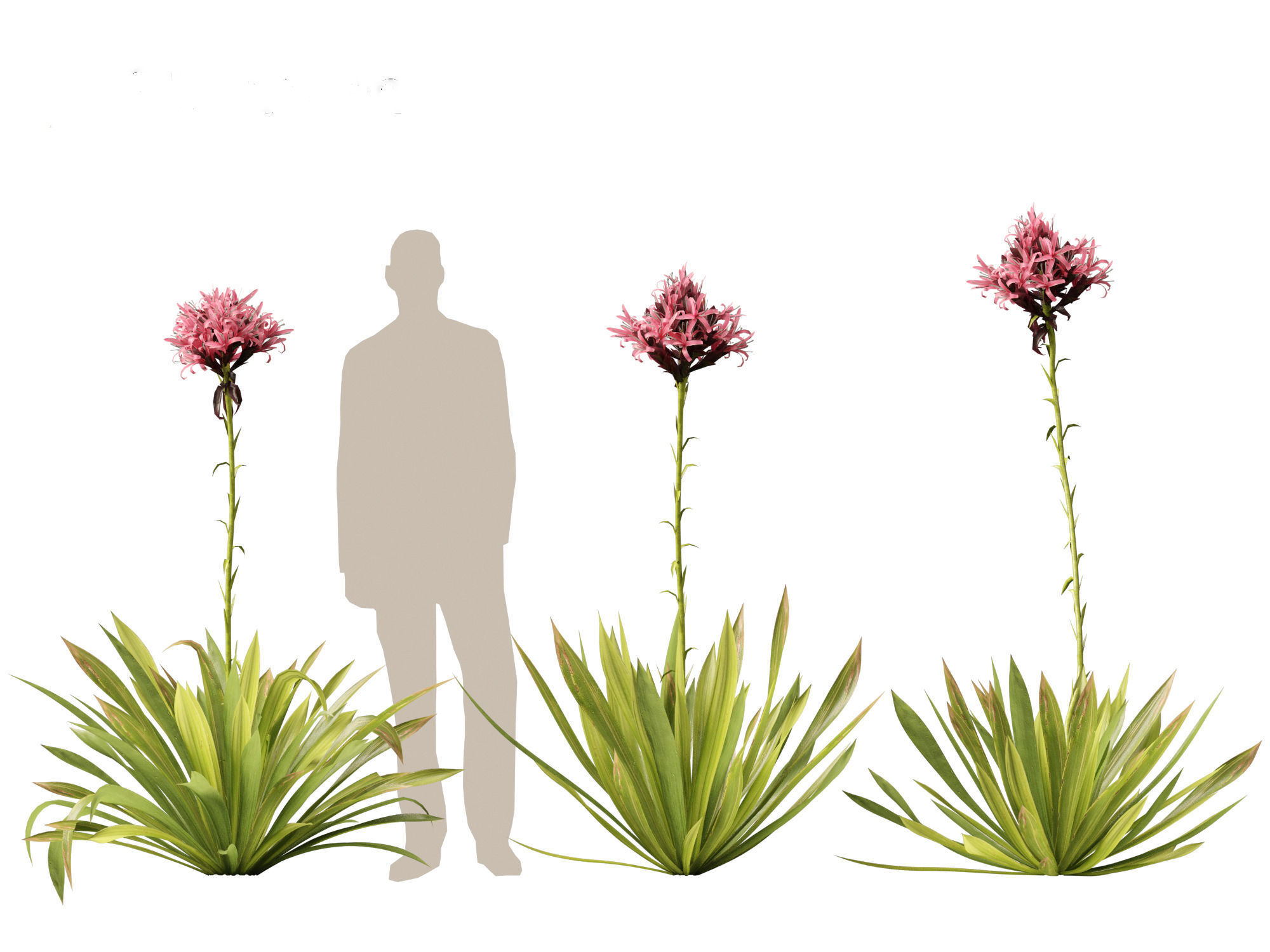 Doryanthes excelsa - Gymea Lily 3D model_8