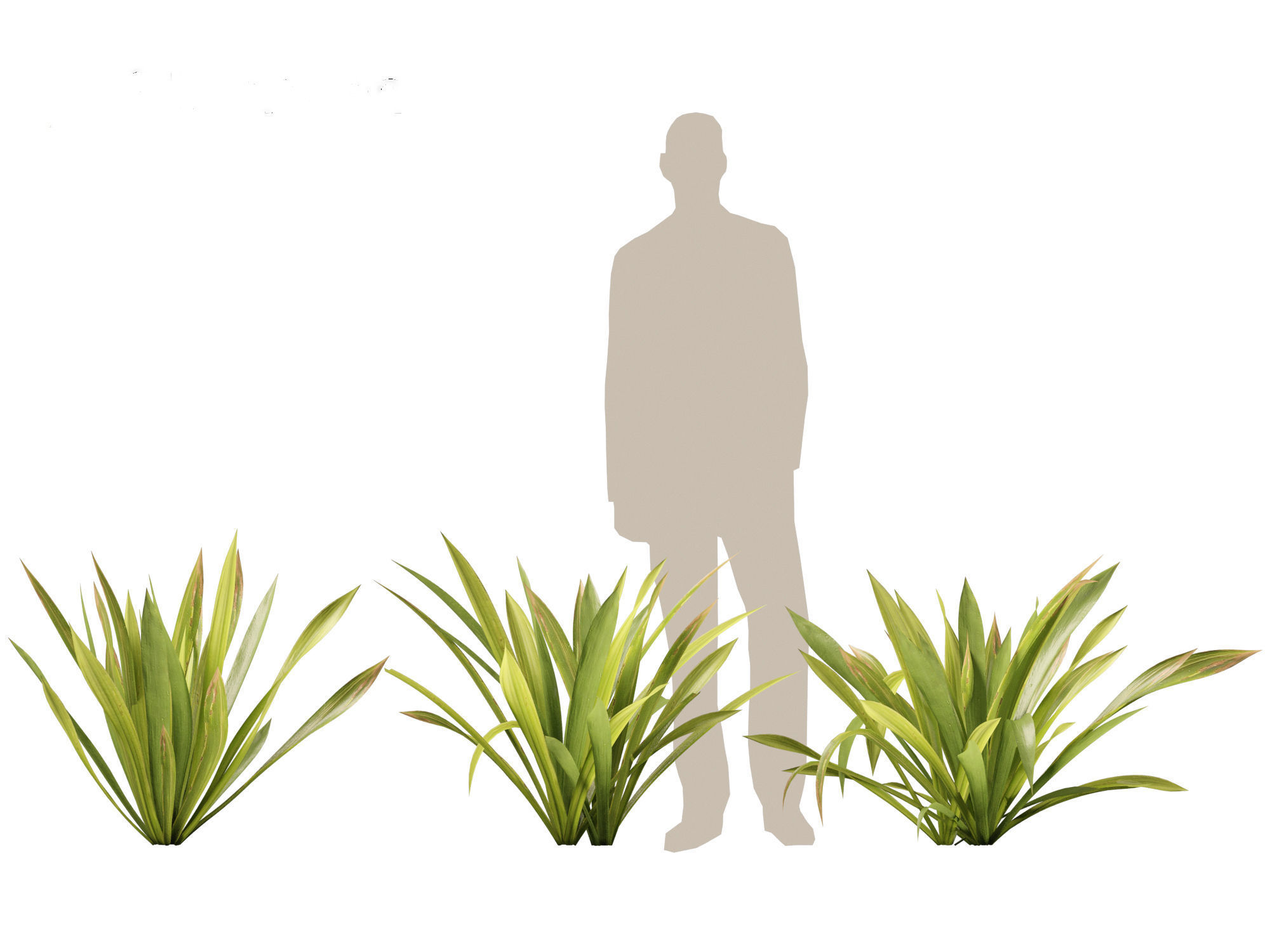 Doryanthes excelsa - Gymea Lily 3D model_6