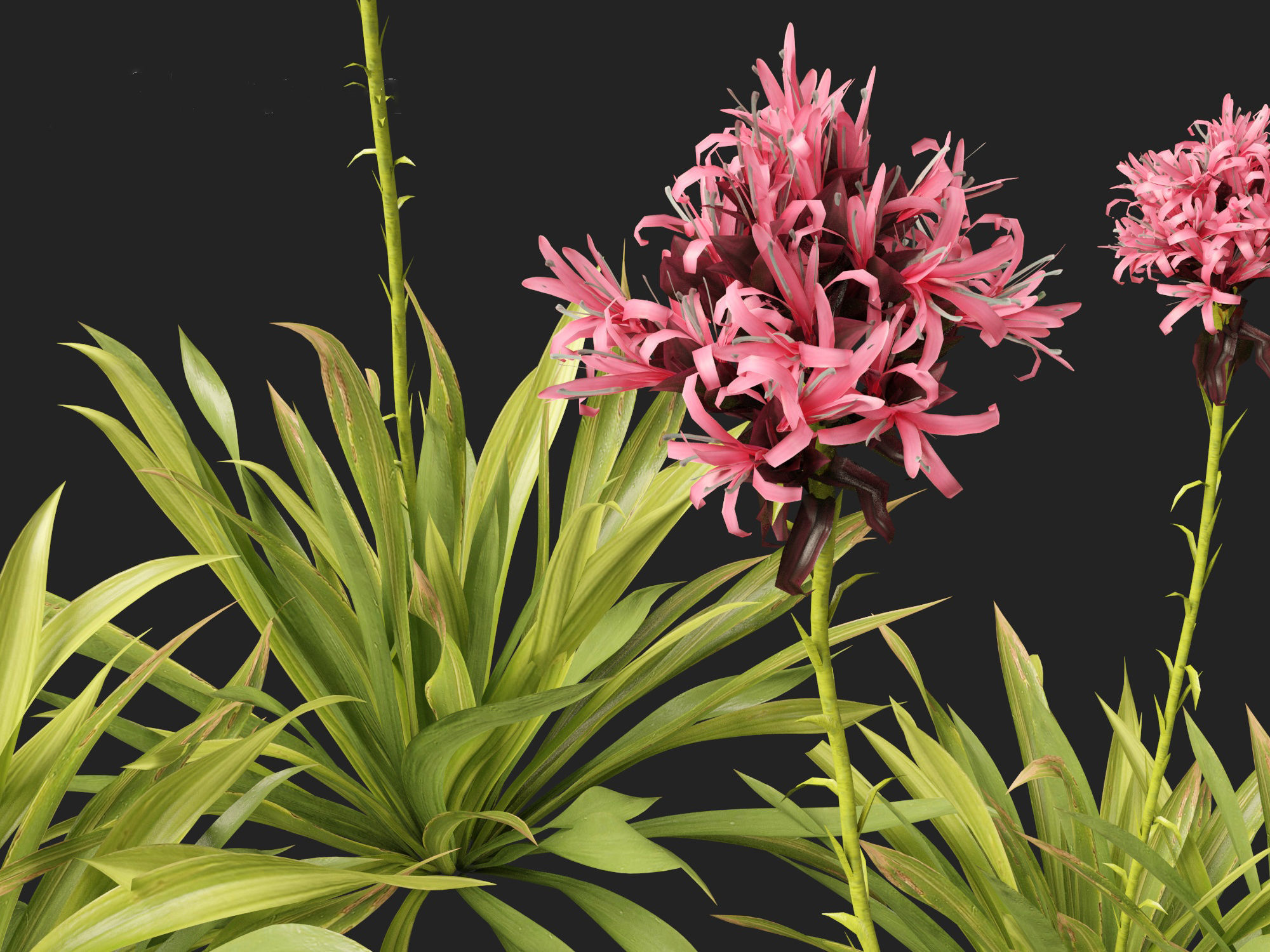 Doryanthes excelsa - Gymea Lily 3D model_4
