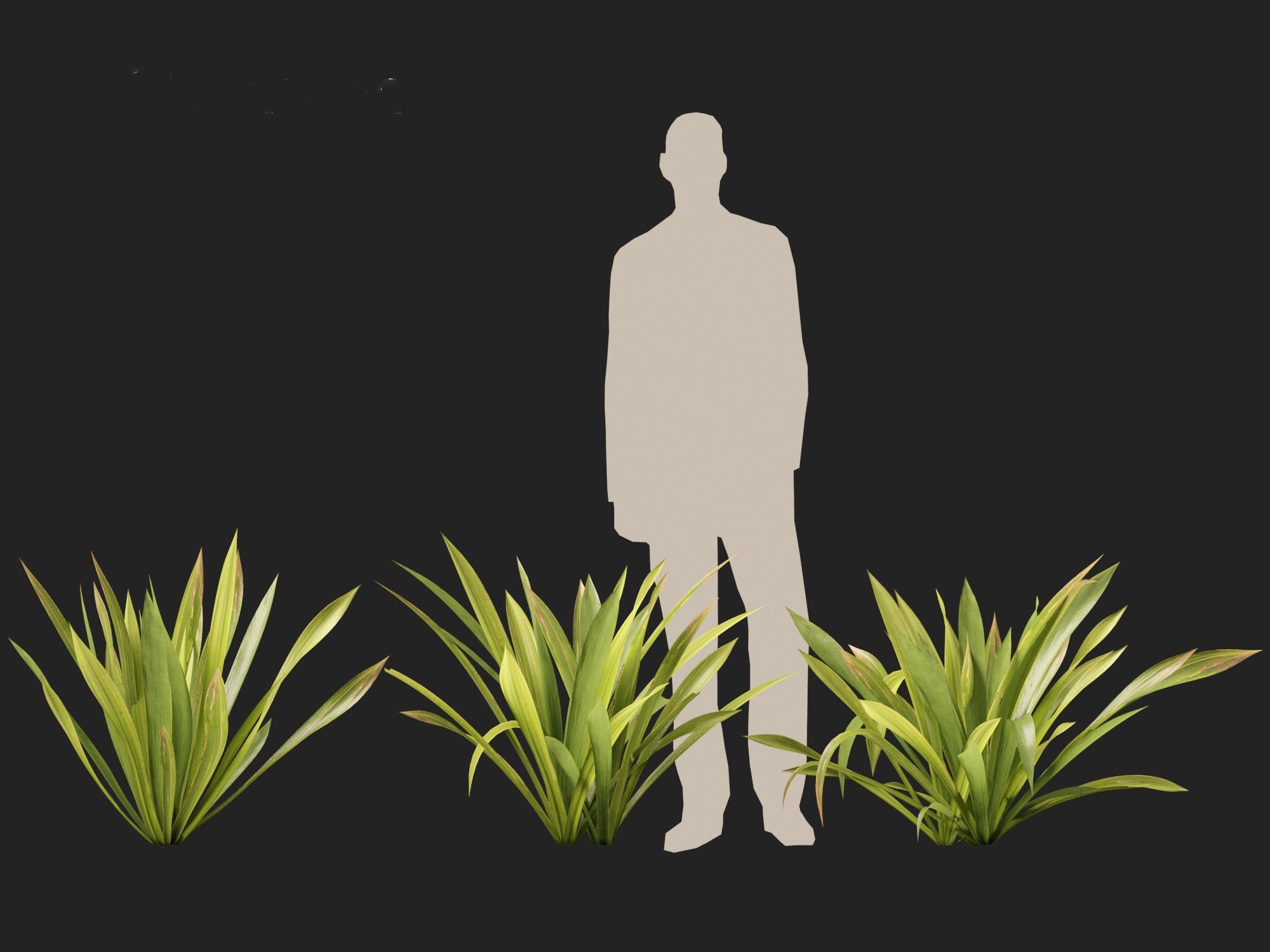 Doryanthes excelsa - Gymea Lily 3D model_7