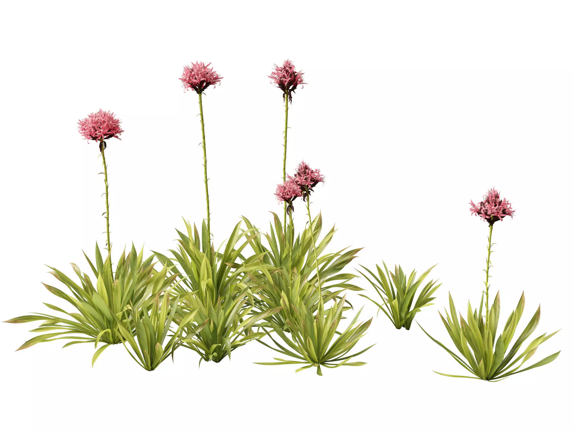Doryanthes excelsa - Gymea Lily 3D model_0