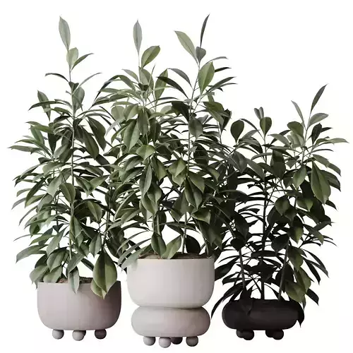 HQ HousePlants Ficus Cyathistipula African Fig Set02
