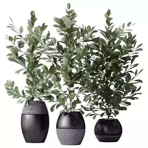 HousePlants Ficus Microcarpa Moclame Indian Laurel Set02