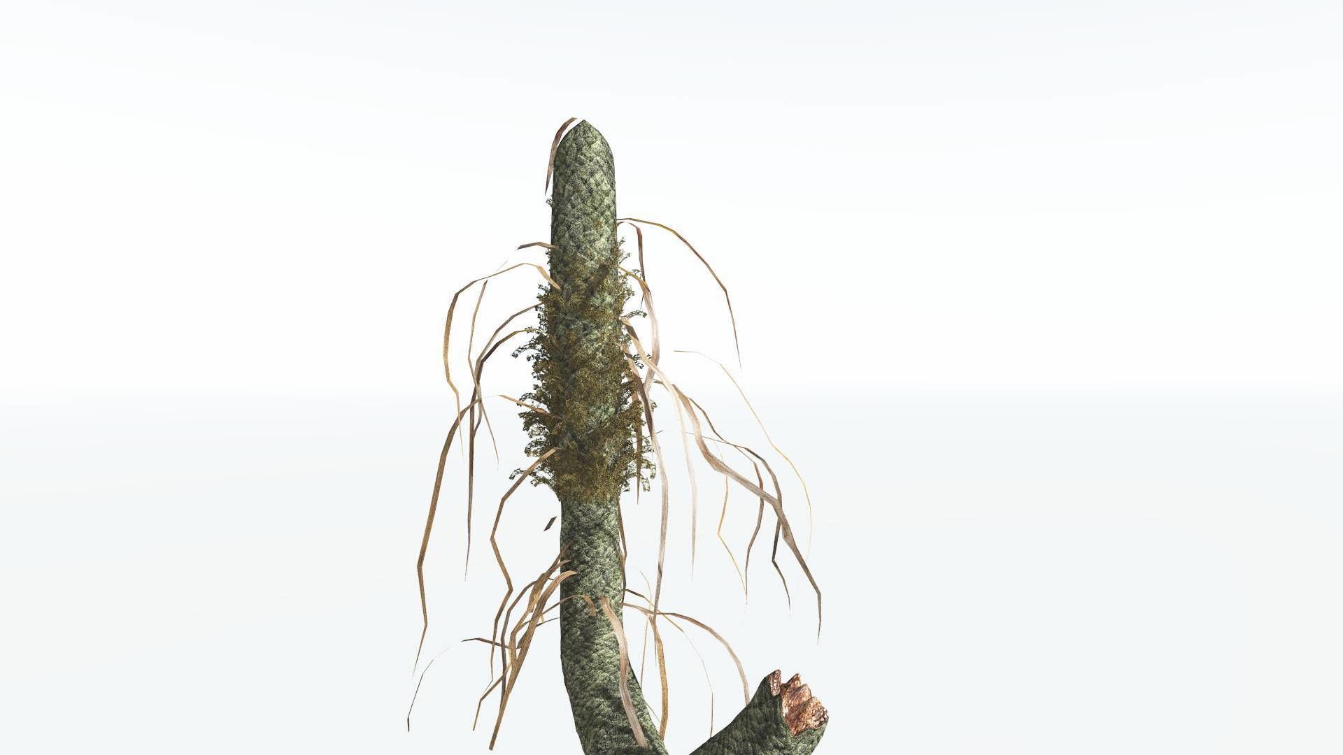 EVERYPlant Sigillaria 4 --12 Models-- 3D model_11