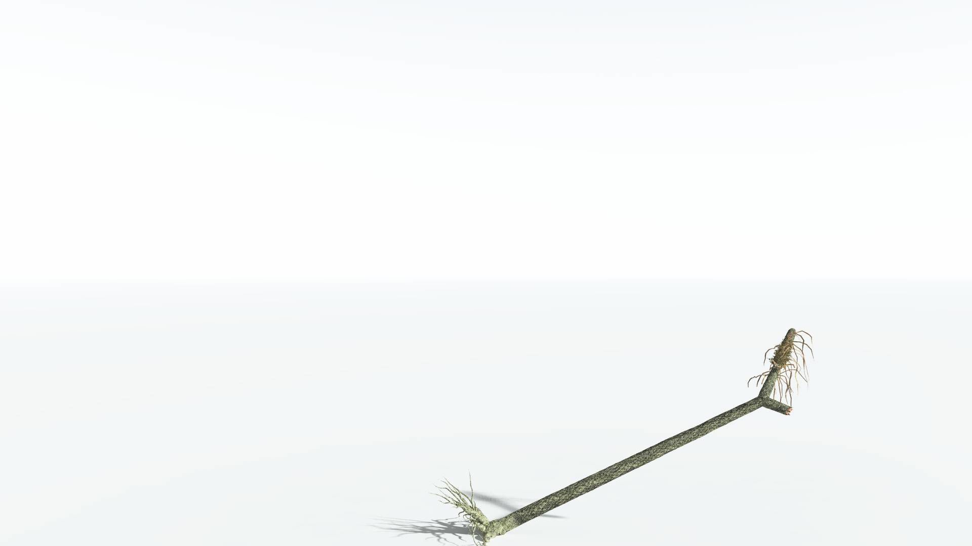 EVERYPlant Sigillaria 4 --12 Models-- 3D model_12