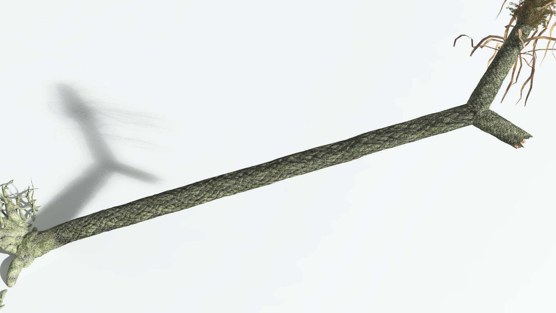 EVERYPlant Sigillaria 4 --12 Models-- 3D model_13