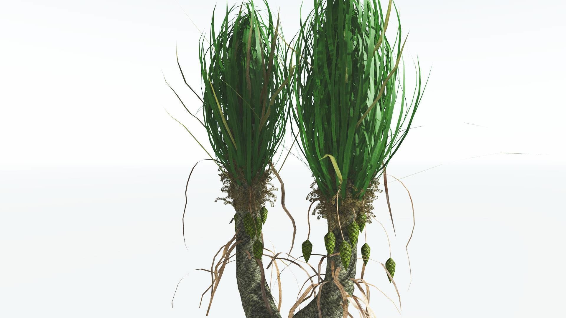 EVERYPlant Sigillaria 4 --12 Models-- 3D model_3