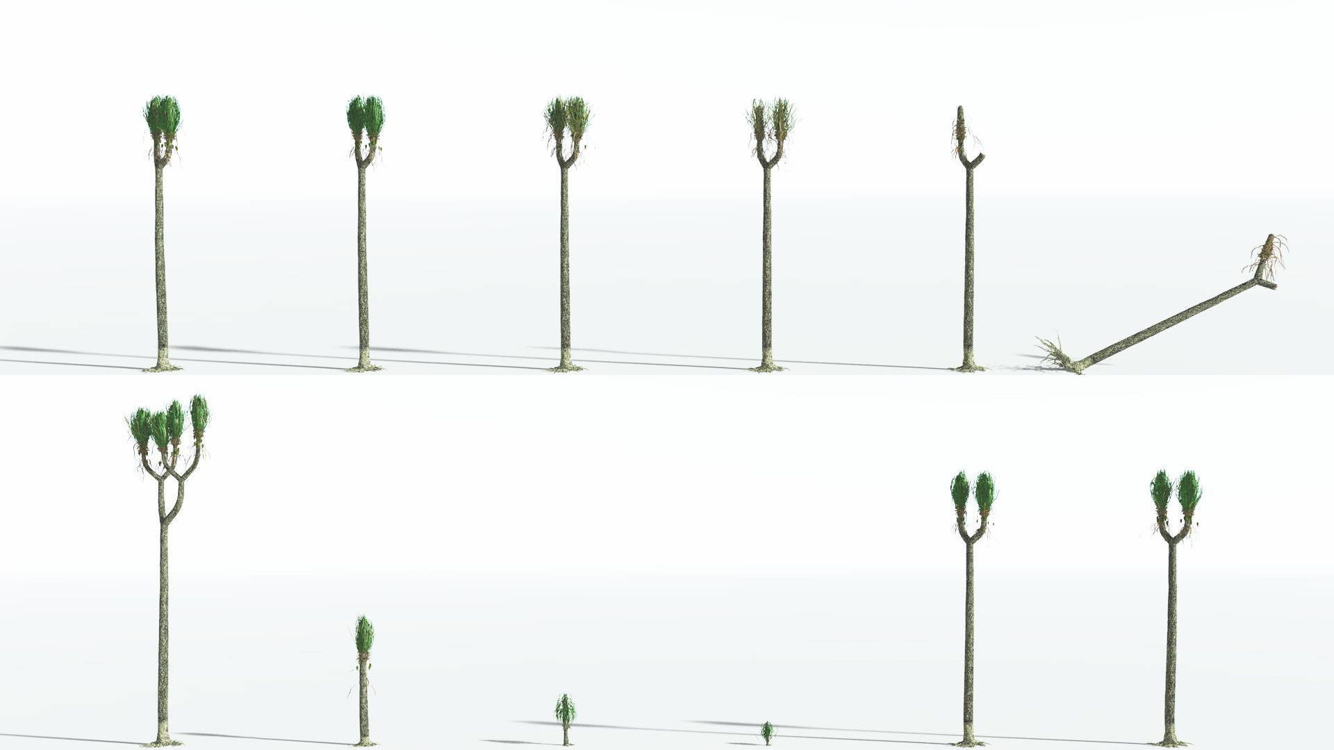 EVERYPlant Sigillaria 4 --12 Models-- 3D model_1