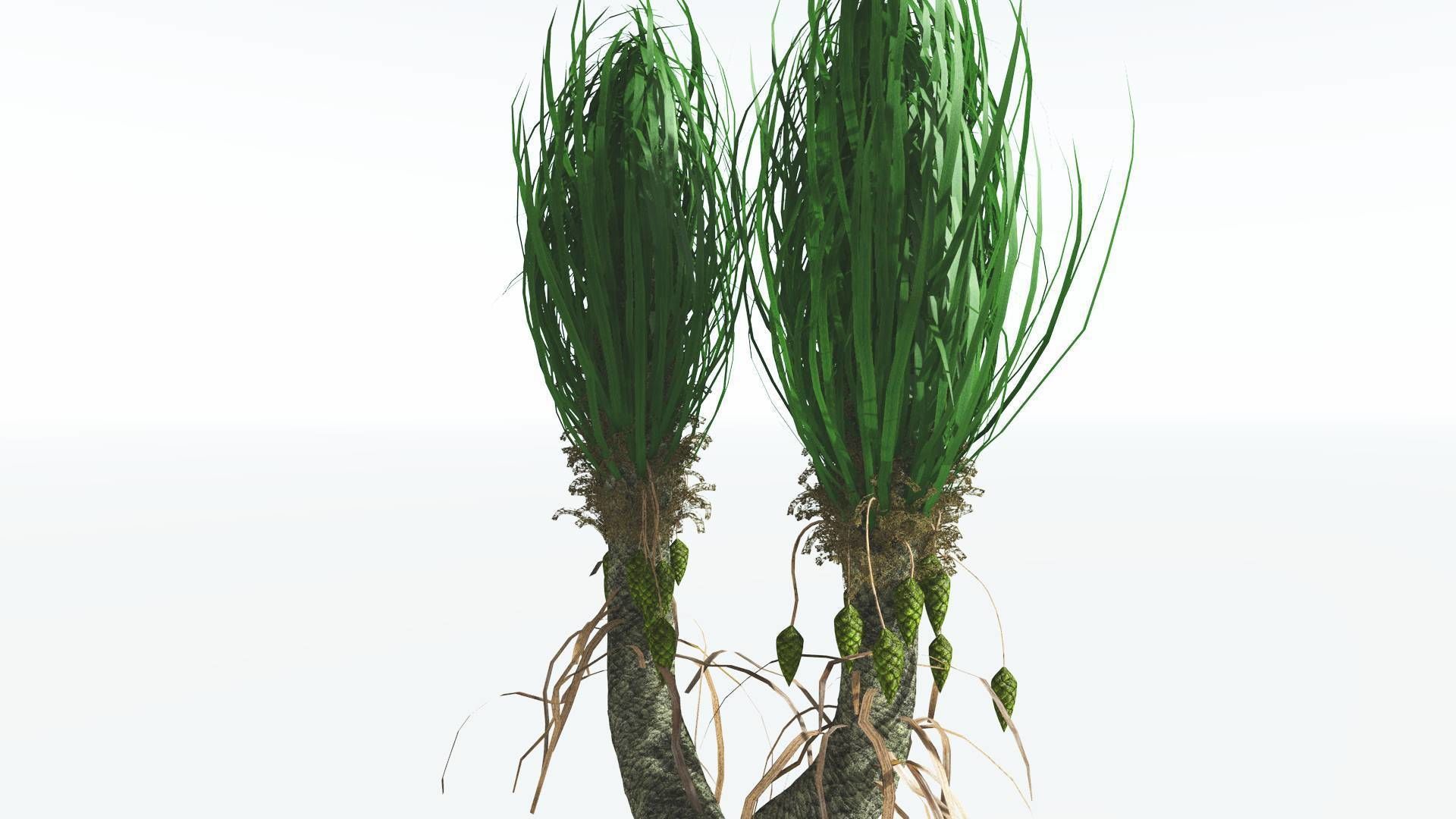EVERYPlant Sigillaria 4 --12 Models-- 3D model_5