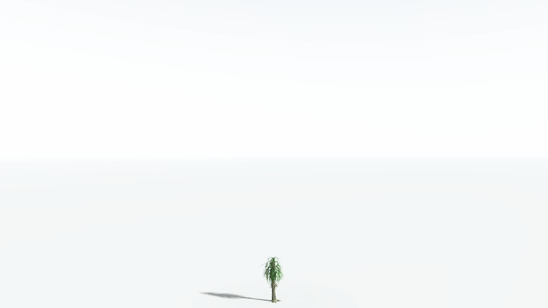 EVERYPlant Sigillaria 4 --12 Models-- 3D model_18