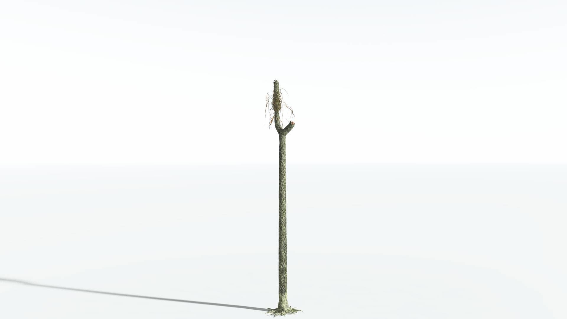 EVERYPlant Sigillaria 4 --12 Models-- 3D model_10