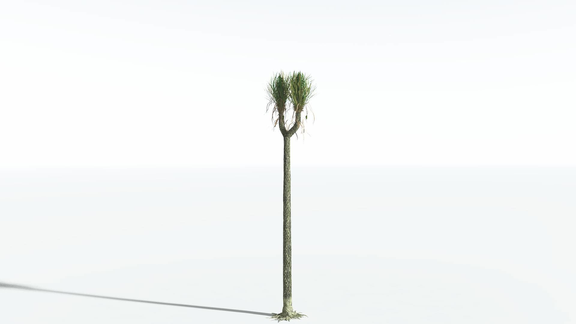 EVERYPlant Sigillaria 4 --12 Models-- 3D model_6