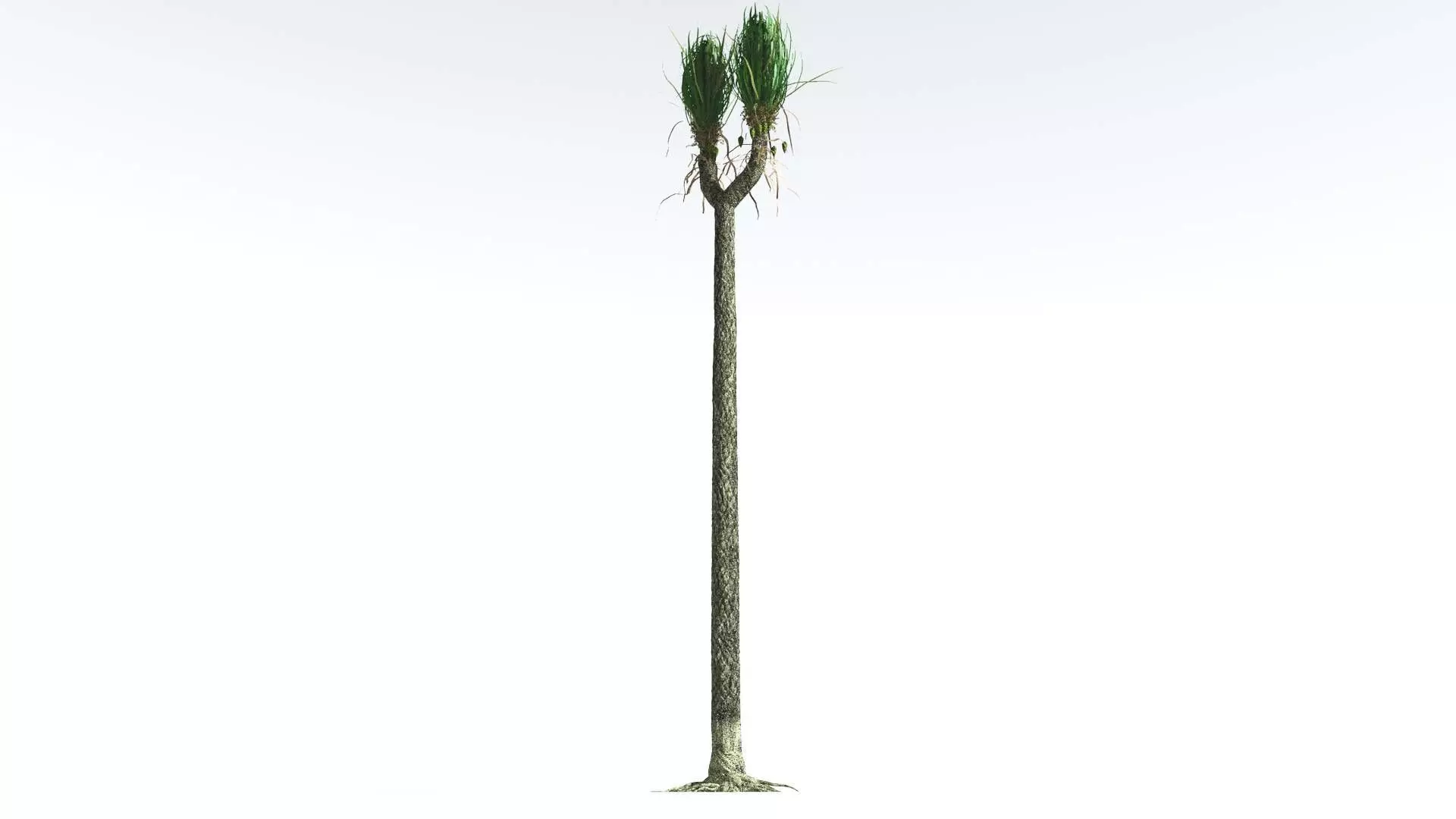 EVERYPlant Sigillaria 4 --12 Models-- 3D model_0