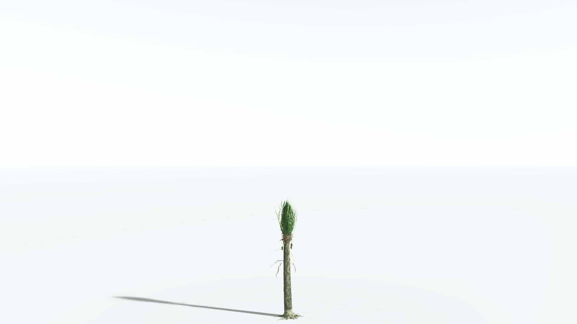 EVERYPlant Sigillaria 4 --12 Models-- 3D model_16