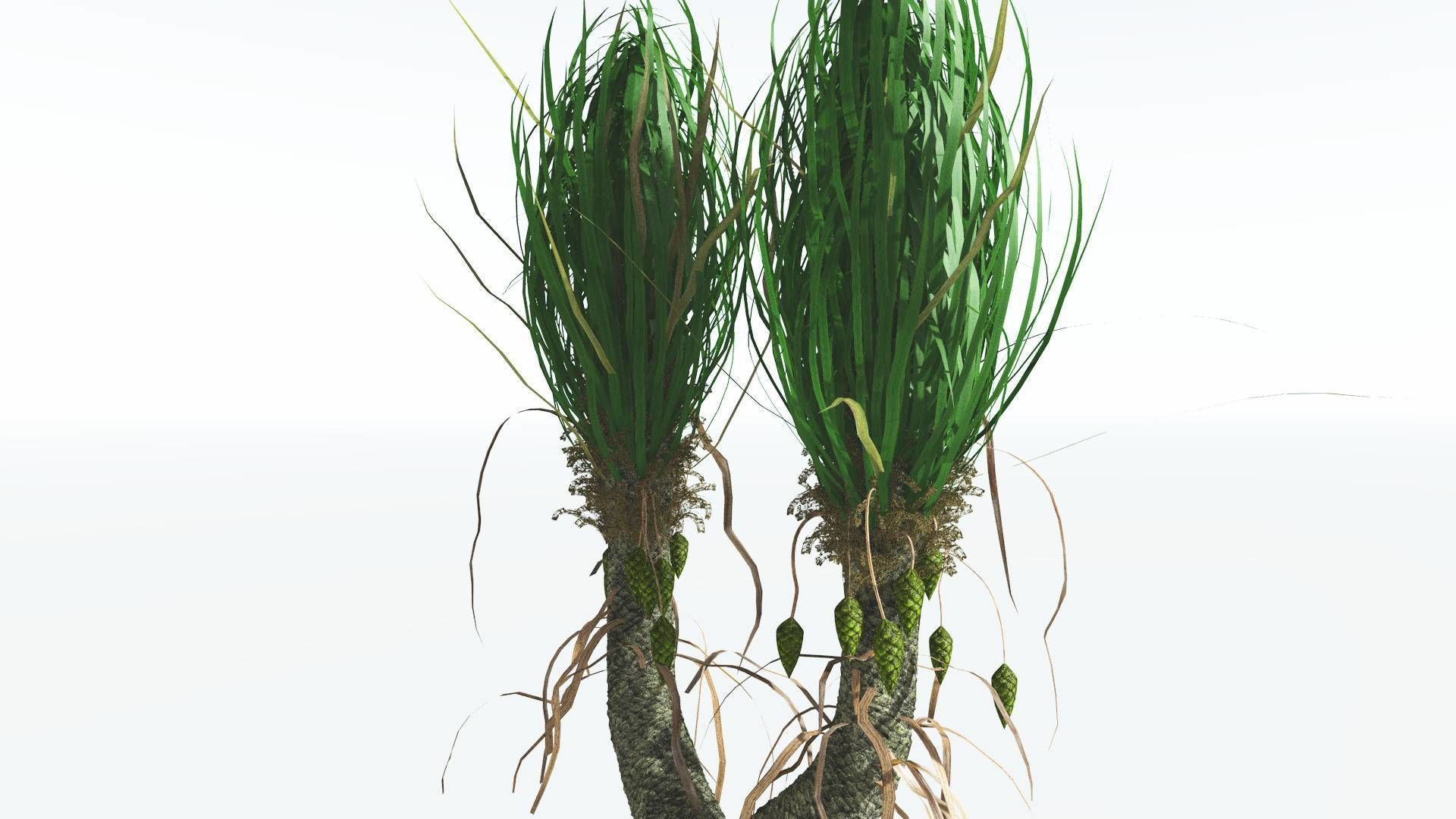 EVERYPlant Sigillaria 4 --12 Models-- 3D model_25