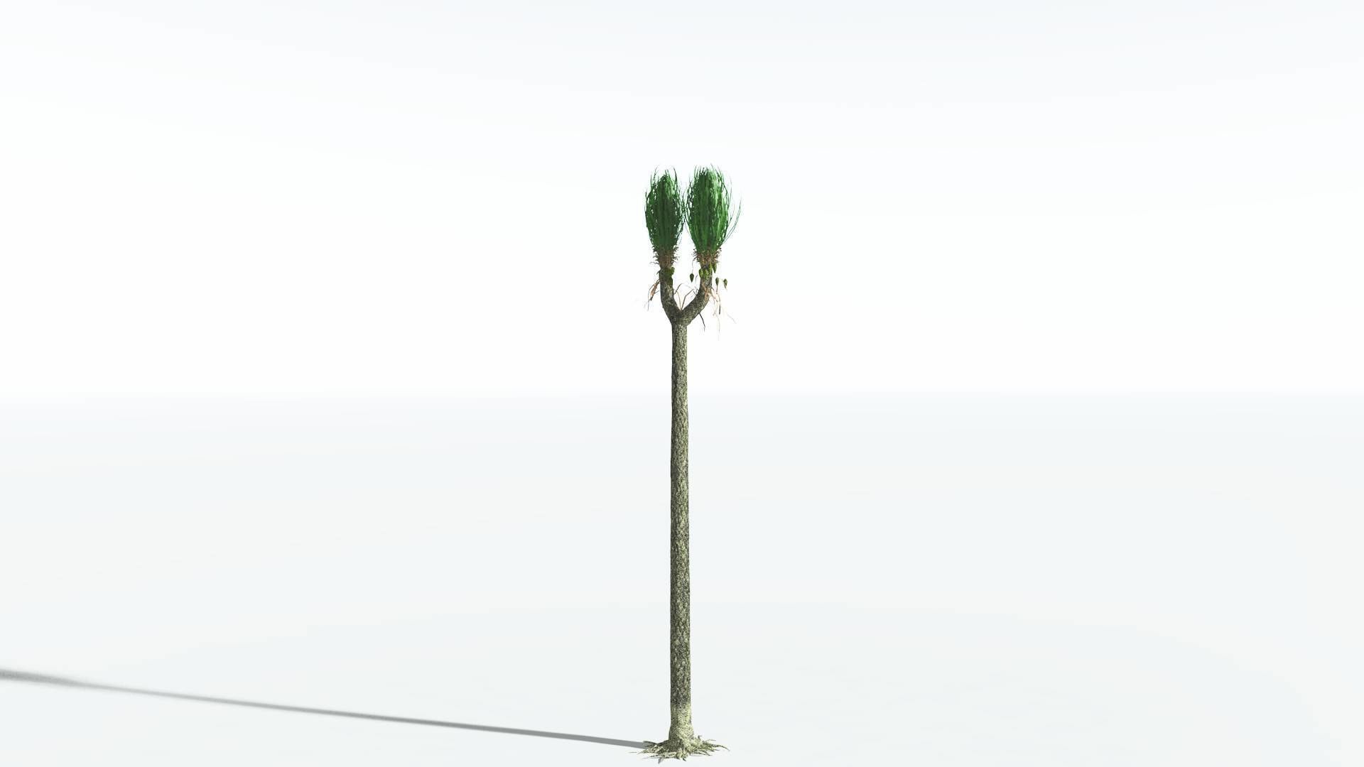 EVERYPlant Sigillaria 4 --12 Models-- 3D model_4