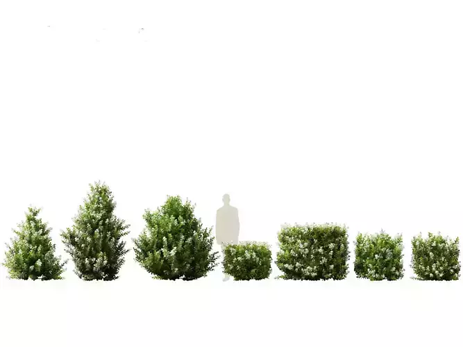 Escallonia Iveyi -White Escallonia