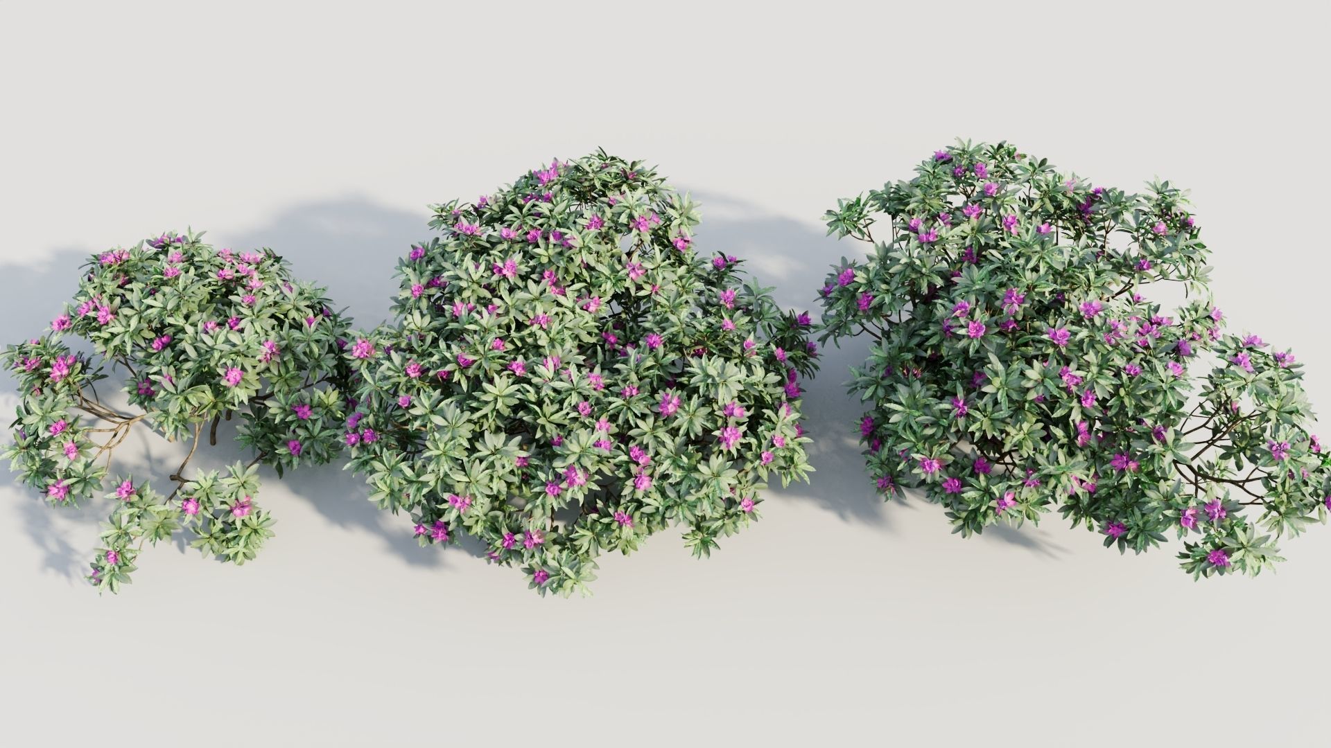 Rhododendron ponticum a 3D model_2