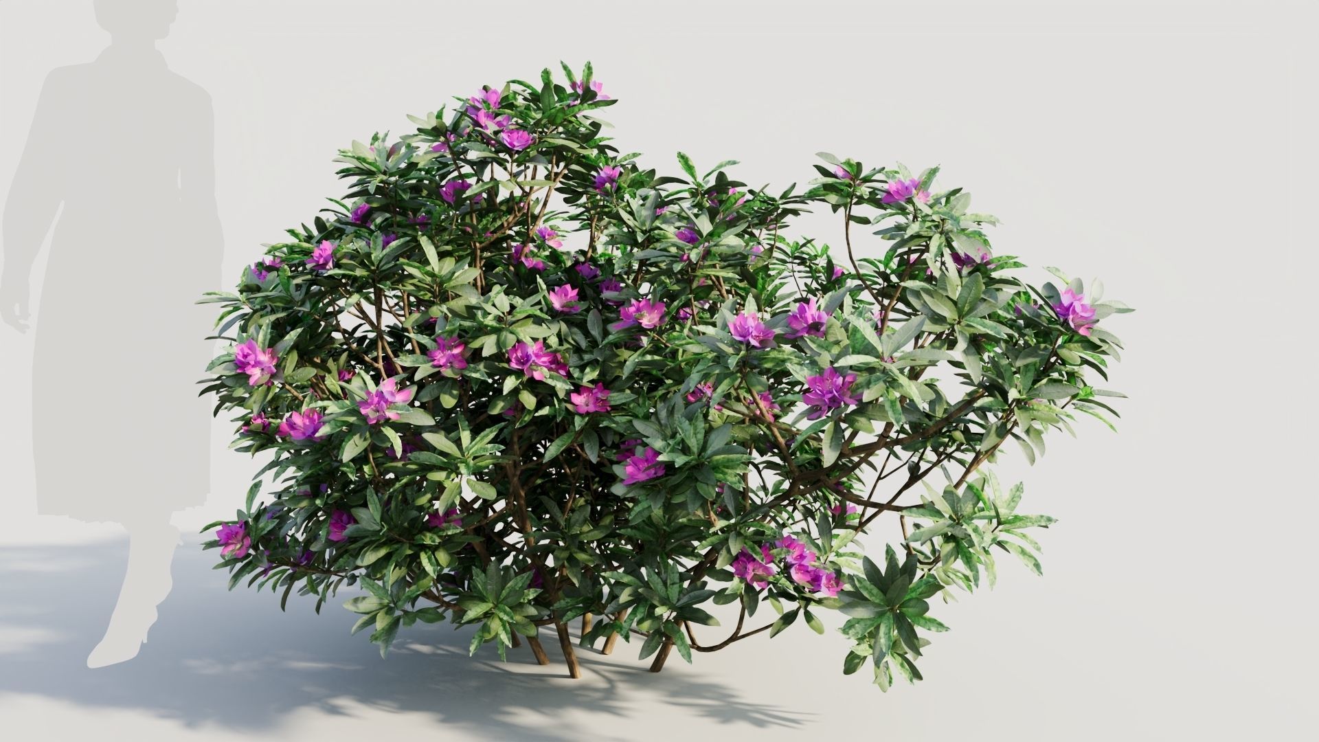 Rhododendron ponticum a 3D model_7